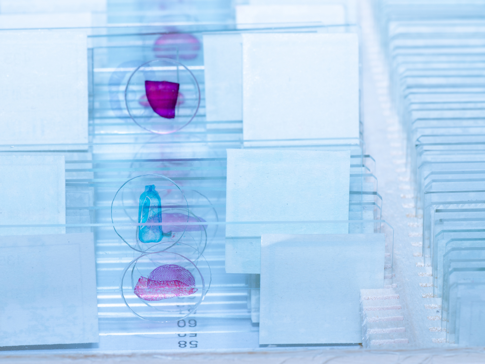 A tray of microscope slides with pink and blue samples